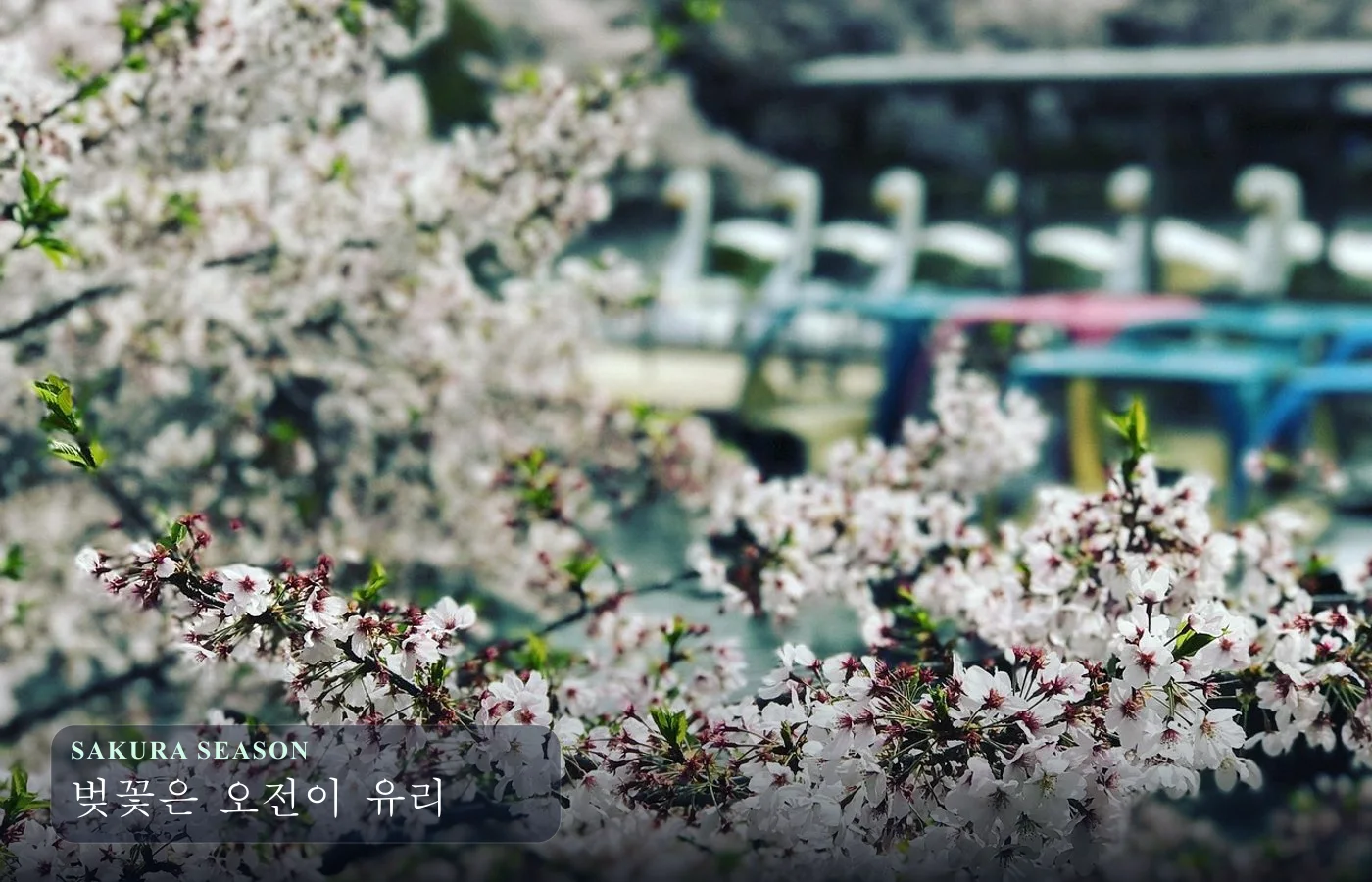 벚꽃이 핀 도쿄 공원 풍경