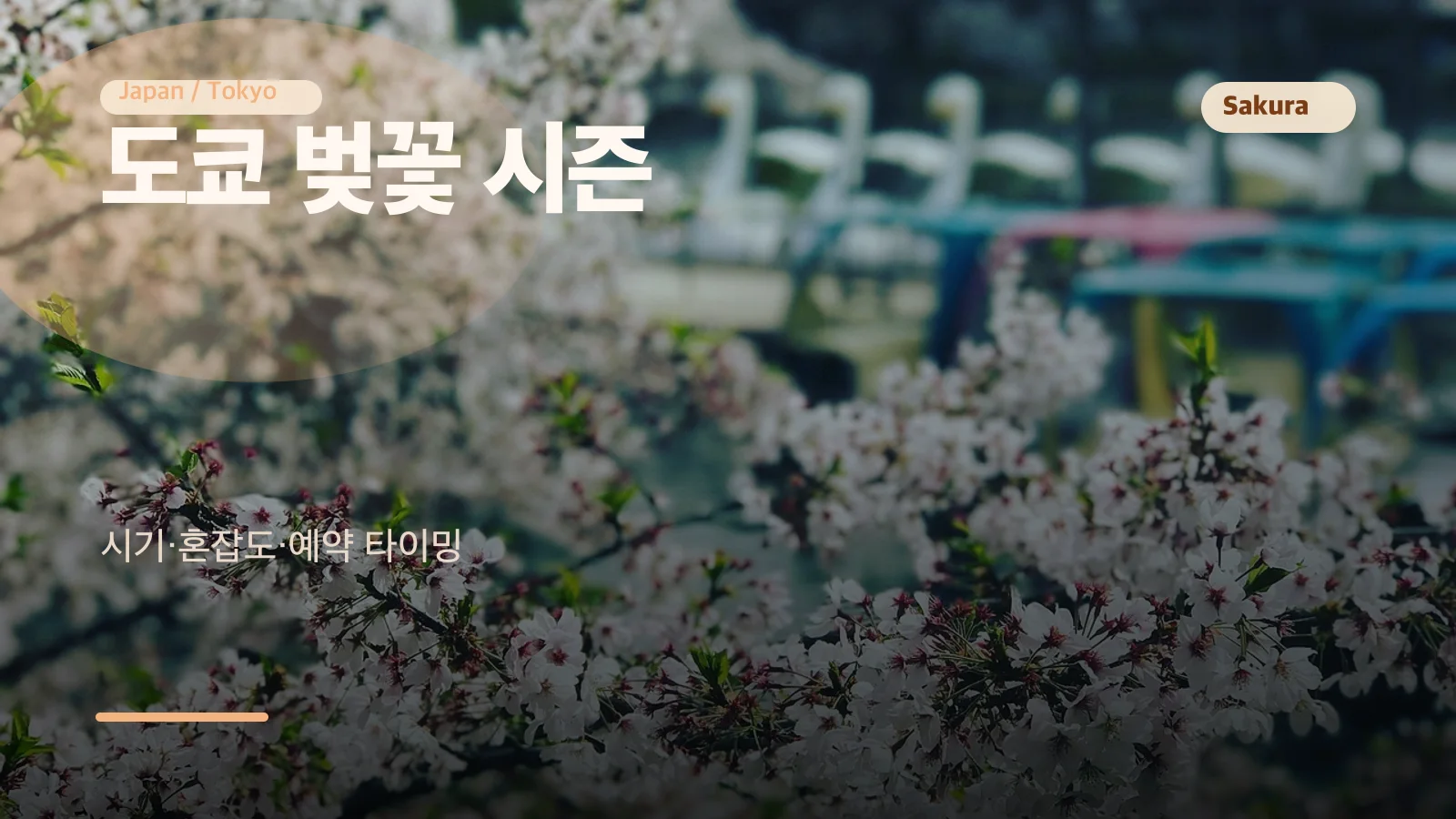 도쿄 벚꽃 시즌 여행 팁 썸네일